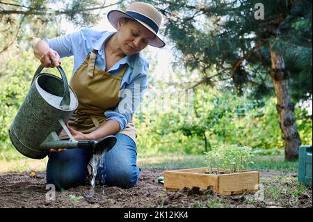 Jeune femme inspirée jardinier utilisant un arrosoir, arrose les semis dans sa propre ferme écologique. Loisirs et affaires agricoles Banque D'Images