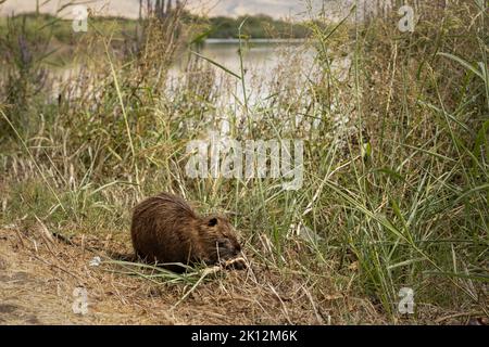 Nutria sur l'herbe près d'un étang au parc naturel et ornithologique d'Agamon Hula, Israël Banque D'Images