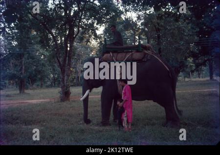 Elephant Ride, Bandhavgarh, Madhya Pradesh Banque D'Images