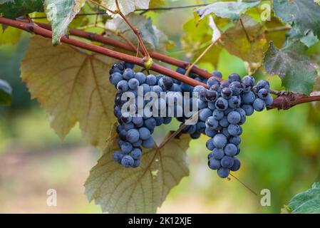 Bleu Rouge raisins mûrs suspendus vigne en automne jour récolte clusters champagne fond belles feuilles jardin rangée de vignobles Moldova Euro Banque D'Images