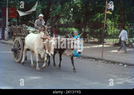 Bullock Cart, Mumbai Roads Banque D'Images