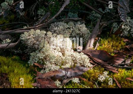 Lac St clair Australie, lichen corail et mousse poussant sur terre dans la forêt alpine Banque D'Images