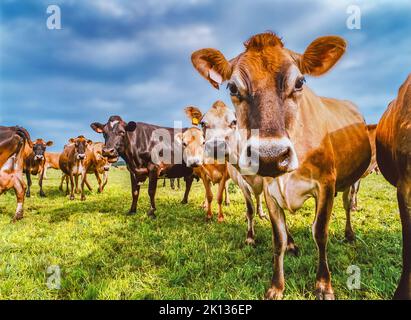 Troupeau de vaches laitières inquistives qui broutage dans les terres agricoles Banque D'Images