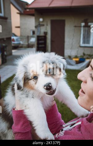 Lady dans un sweat-shirt rose tenant un chiot Berger australien souriant. Amour et relation entre le chien féminin et la femme. Yeux bleus magiques d'un chien p Banque D'Images