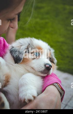 Lady dans un sweat-shirt rose tenant un chiot Berger australien souriant. Amour et relation entre le chien féminin et la femme. Yeux bleus magiques d'un chien p Banque D'Images