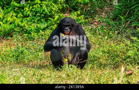 Bonobo (Pan paniscus), sanctuaire Lola ya Bonobo, Kinshasa, République démocratique du Congo, Afrique Banque D'Images