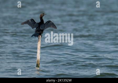 Phalacrocorax carbo (cormorant) debout sur un poteau séchant ses ailes au soleil, Parco del Delta del po, Emilia Romagna, Italie, Europe Banque D'Images