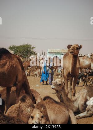 Marché de Nouakchott Camel, Nouakchott, Mauritanie, Afrique de l'Ouest, Afrique Banque D'Images