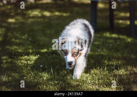 Le chiot Berger australien parcourt le jardin parmi les arbres fruitiers et apprécie le sentiment de liberté. Femelle à yeux bleus avec taches noires et brunes Banque D'Images