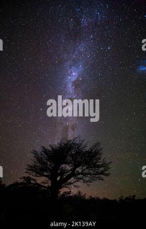 Milky Way au-dessus de l'arbre, Parc national de Los Glaciares, site classé au patrimoine mondial de l'UNESCO, Patagonie, Argentine, Amérique du Sud Banque D'Images