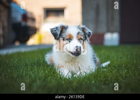 Le jeune Berger australien repose sur l'herbe dans le jardin et sourit avec joie. Yeux bleus, taches brunes et noires autour des yeux et autrement blanches Banque D'Images