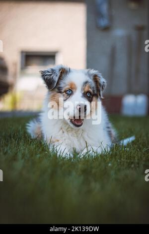 Le jeune Berger australien repose sur l'herbe dans le jardin et sourit avec joie. Yeux bleus, taches brunes et noires autour des yeux et autrement blanches Banque D'Images