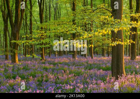 Soleil de fin de soirée dans une belle forêt bluebell, West Woods, Wiltshire, Angleterre, Royaume-Uni, Europe Banque D'Images