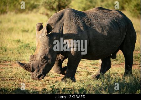 White Rhino, réserve naturelle privée de Timbavati, Parc national Kruger, Afrique du Sud, Afrique Banque D'Images