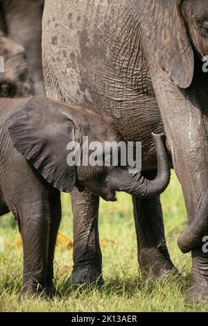 Éléphant d'Afrique féminin avec son veau, réserve naturelle privée de Timbavati, Parc national Kruger, Afrique du Sud, Afrique Banque D'Images