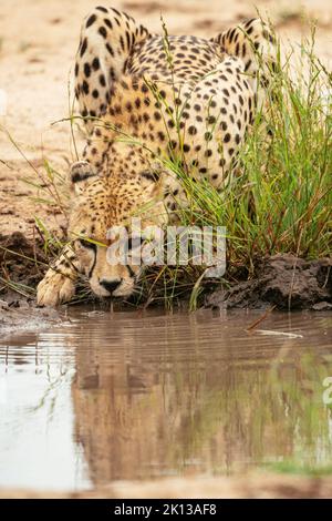 Cheetah boire de l'étang, réserve naturelle privée de Timbavati, Parc national Kruger, Afrique du Sud, Afrique Banque D'Images