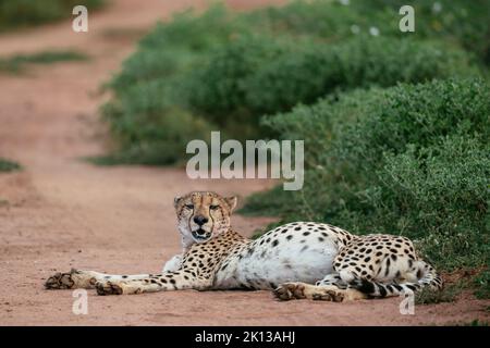 Cheetah, Marataba, Parc national de Marakele, Afrique du Sud, Afrique Banque D'Images