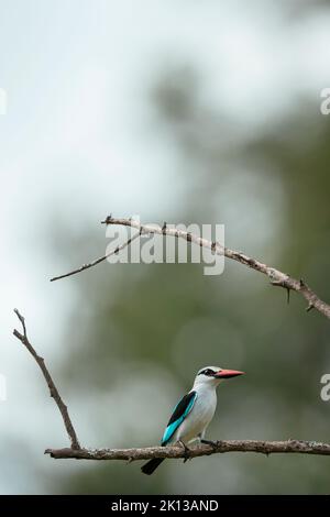 Woodland Kingfisher, parc contractuel Makuleke, parc national Kruger, Afrique du Sud, Afrique Banque D'Images