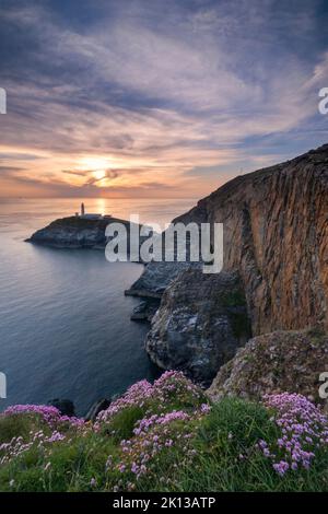 Fleurs sauvages sur les falaises au-dessus du phare de South Stack au coucher du soleil, South Stack, Anglesey, pays de Galles du Nord, Royaume-Uni, Europe Banque D'Images
