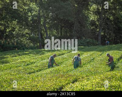 Travailleurs de plantation de thé sur l'île portugaise des Açores de Sao Miguel qui est la seule plantation de thé d'Europe. Banque D'Images