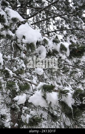 Neige abondante sur les arbres en Croatie Banque D'Images