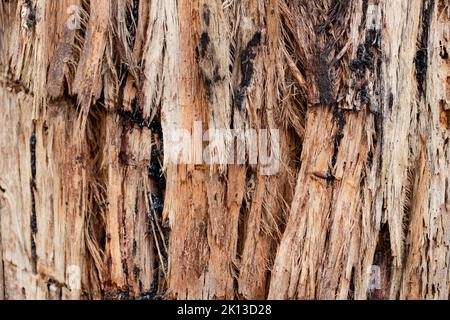 Photo macro en gros plan de la texture de l'écorce d'un eucalyptus australien à écorce de stringy Banque D'Images