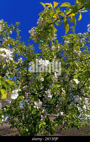 Apfelbaum, Apfelbaumblüten *** Légende locale *** Europe, Allemagne, Rhénanie-Palatinat, Speyer, Harbour Street, Schum City, pommier, pommier bl Banque D'Images