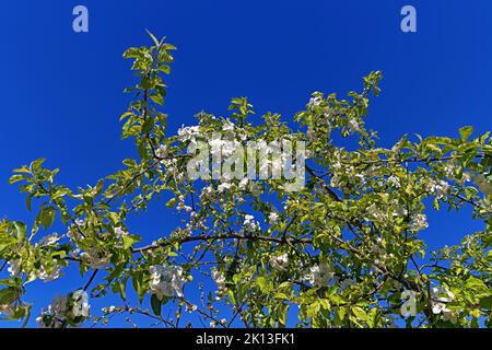 Apfelbaum, Apfelbaumblüten *** Légende locale *** Europe, Allemagne, Rhénanie-Palatinat, Speyer, Hafenstraße, Schum-Stadt, pommier, pommier blos Banque D'Images