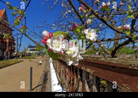 Apfelbaum, Apfelbaumblüten *** Légende locale *** Europe, Allemagne, Rhénanie-Palatinat, Speyer, rue portuaire, Ville de Schum, pommier, bloo de pommier Banque D'Images