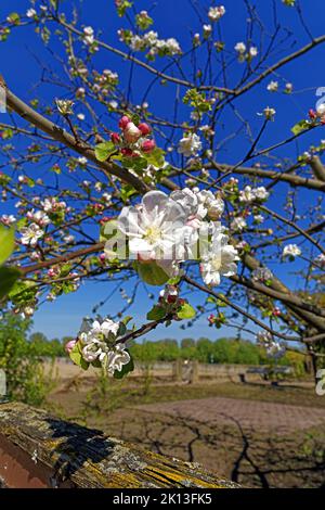 Apfelbaum, Apfelbaumblüten *** Légende locale *** Europe, Allemagne, Rhénanie-Palatinat, Speyer, Hafenstraße, Schum-Stadt, pommier, pommier blos Banque D'Images