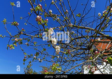 Apfelbaum, Apfelbaumblüten *** Légende locale *** Europe, Allemagne, Rhénanie-Palatinat, Speyer, Harbour Street, Schum City, pommier, pommier bl Banque D'Images