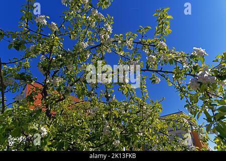 Apfelbaum, Apfelbaumblüten *** Légende locale *** Europe, Allemagne, Rhénanie-Palatinat, Speyer, Harbour Street, Schum City, pommier, pommier bl Banque D'Images