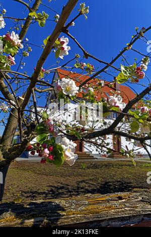 Apfelbaum, Apfelbaumblüten *** Légende locale *** Europe, Allemagne, Rhénanie-Palatinat, Speyer, Harbour Street, Schum City, pommier, pommier bl Banque D'Images