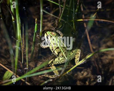 Wasserfrosch im Auried beim Fluss Saane in der Gem. Kleinbösingen am 19.05.2022. *** Légende locale *** amphibiens, Auried, faune, zones humides, grenouille, WA Banque D'Images