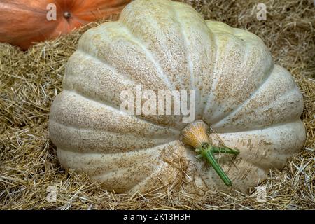 Grande citrouille blanche à la foire agricole. Récolte d'automne. Banque D'Images