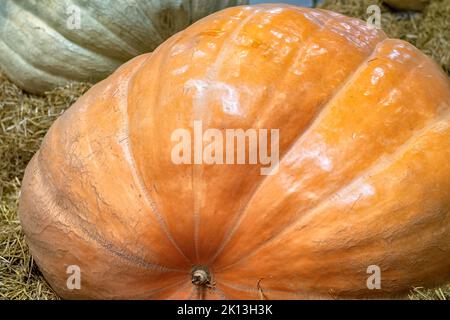 Gros citrouilles en gros plan à la foire agricole. Récolte d'automne. Banque D'Images