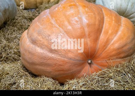 De grandes citrouilles à la foire agricole. Récolte d'automne. Banque D'Images