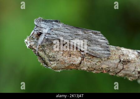 Kräutermönch, Cuculllia lucifuga, Noctuidae, Eulenfalter, Distel-Mönch, Distel-Graumönch, Nachtfalter, Natur, Insekt, Suisse, Lepidoptera, Schmetterli Banque D'Images