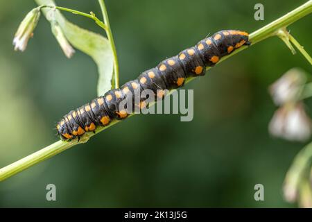 Kräutermönch, Cuculllia lucifuga, Noctuidae, Eulenfalter, Distel-Mönch, Distel-Graumönch, Nachtfalter, Natur, Insekt, Suisse, Lepidoptera, Schmetterli Banque D'Images