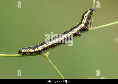 Kräutermönch, Cuculllia lucifuga, Noctuidae, Eulenfalter, Distel-Mönch, Distel-Graumönch, Nachtfalter, Natur, Insekt, Suisse, Lepidoptera, Schmetterli Banque D'Images