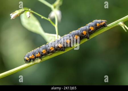 Kräutermönch, Cuculllia lucifuga, Noctuidae, Eulenfalter, Distel-Mönch, Distel-Graumönch, Nachtfalter, Natur, Insekt, Suisse, Lepidoptera, Schmetterli Banque D'Images