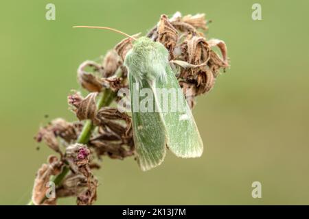 Eulenfalter, Calamia tridens, Trockenrasen-Grüneule, Noctuidae, Nachtfalter, Natur, Insekt, Schweiz, Lepidoptera, Schmetterling, Insektenste Banque D'Images