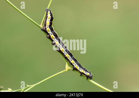 Kräutermönch, Cuculllia lucifuga, Noctuidae, Eulenfalter, Distel-Mönch, Distel-Graumönch, Nachtfalter, Natur, Insekt, Suisse, Lepidoptera, Schmetterli Banque D'Images