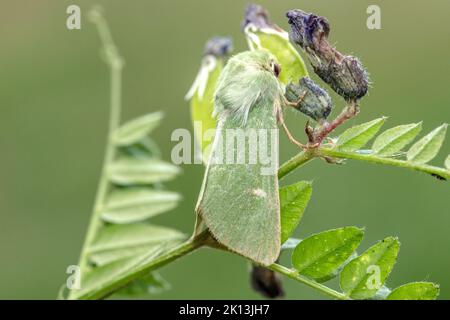 Eulenfalter, Calamia tridens, Trockenrasen-Grüneule, Noctuidae, Nachtfalter, Natur, Insekt, Schweiz, Lepidoptera, Schmetterling, Insektenste Banque D'Images