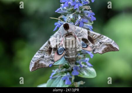 Nachtfalter, Natur, Insekt, Schweiz, Lepidoptera, Schmetterling, Insektensterben, Motten, Nachtaktiv, Tiere, Abendpfauenauge, Schwärmer, Smerinthus oc Banque D'Images