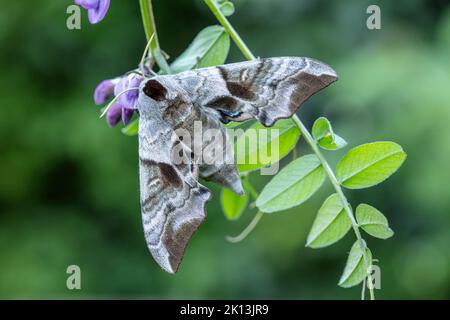 Nachtfalter, Natur, Insekt, Schweiz, Lepidoptera, Schmetterling, Insektensterben, Motten, Nachtaktiv, Tiere, Abendpfauenauge, Schwärmer, Smerinthus oc Banque D'Images