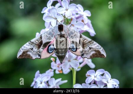 Nachtfalter, Natur, Insekt, Schweiz, Lepidoptera, Schmetterling, Insektensterben, Motten, Nachtaktiv, Tiere, Abendpfauenauge, Schwärmer, Smerinthus oc Banque D'Images