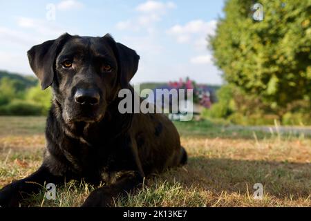 Chien Labrador noir couché sur l'herbe d'un beau jardin avec un pot de fleurs multicolores en arrière-plan au coucher du soleil Banque D'Images