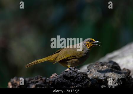 Face à droite avec son bec ouvert après un bain, Bulbul à rayures Pycnonotus finlaysoni, Thaïlande. Banque D'Images