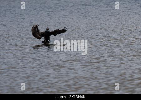 Double Crested Cormorant atterrissage sur un étang dans un parc à NY Banque D'Images